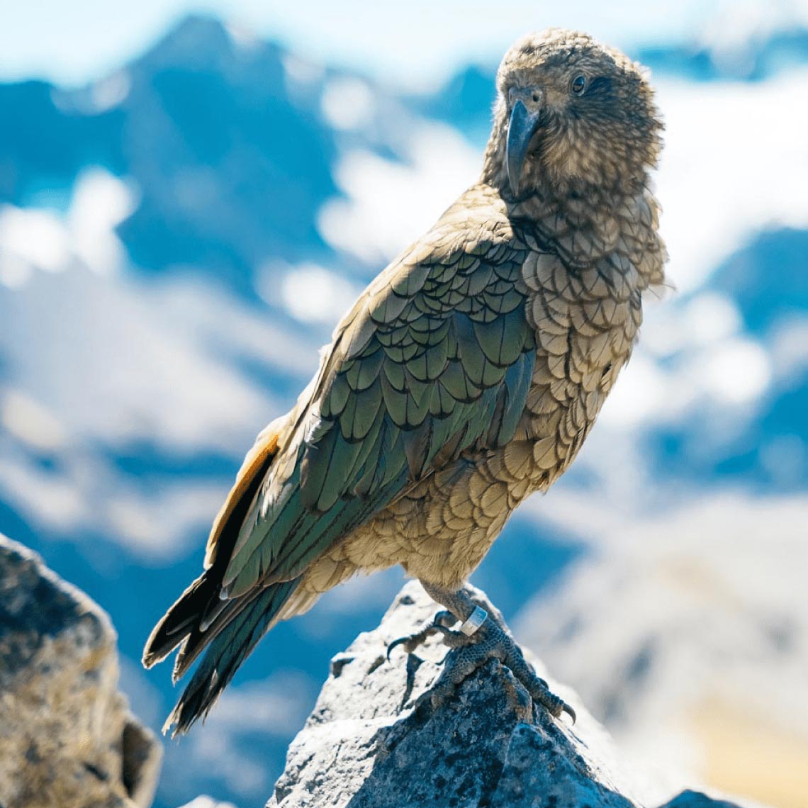 kea-conservation-trust-support