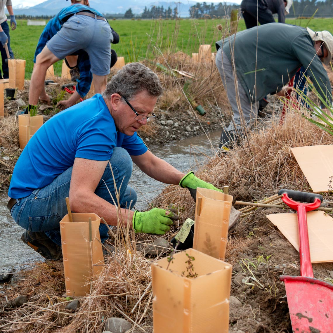 tree-planting-canterbury-riverbeds-aqualinc-research